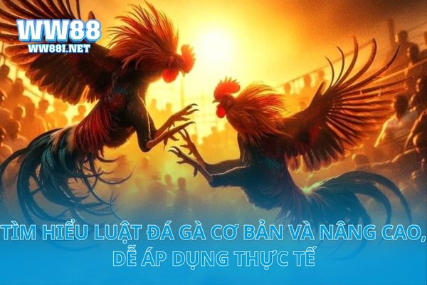 Tìm Hiểu Luật Đá Gà Cơ Bản Và Nâng Cao, Dễ Áp Dụng Thực Tế